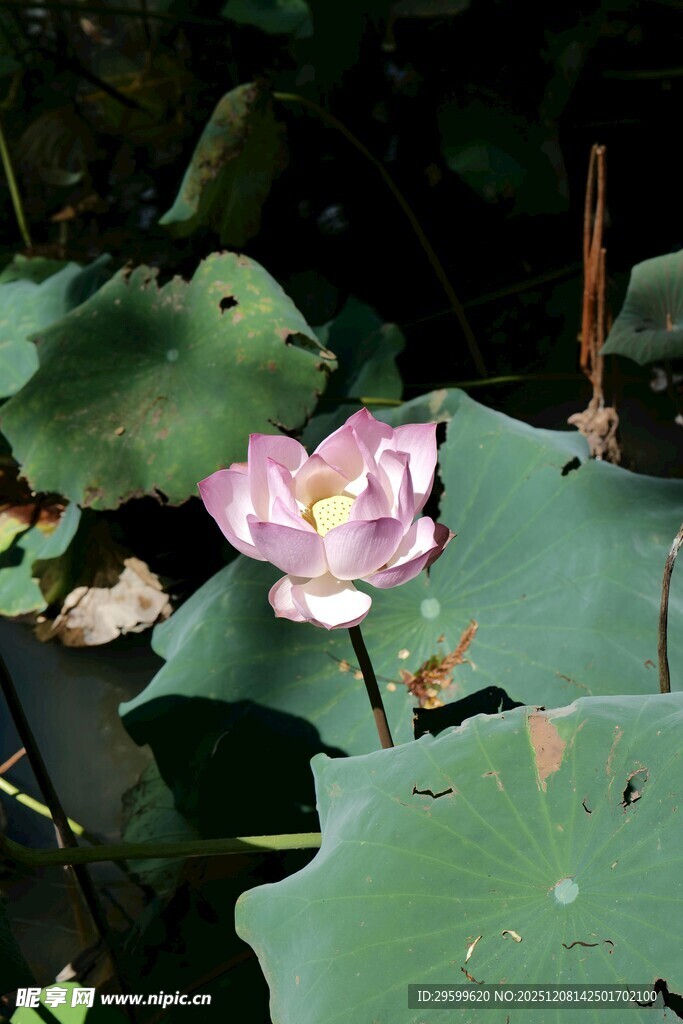 绽放的粉色荷花