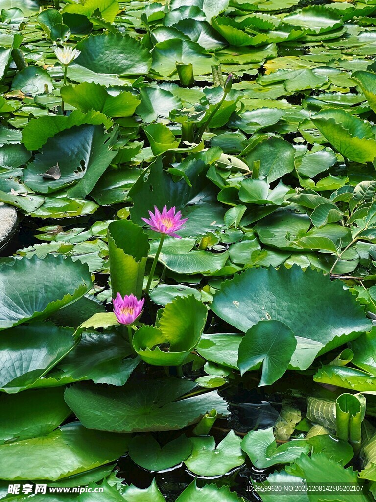 荷塘中的睡莲与绿叶