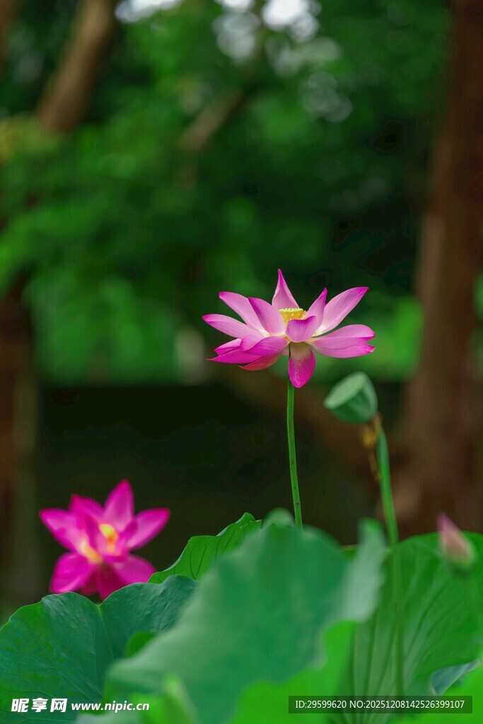 娇艳荷花绽放绿叶间