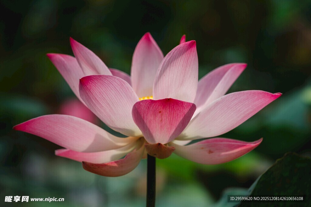 娇艳盛开的粉色荷花
