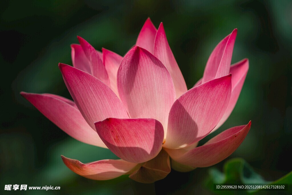 娇艳盛开的粉色荷花