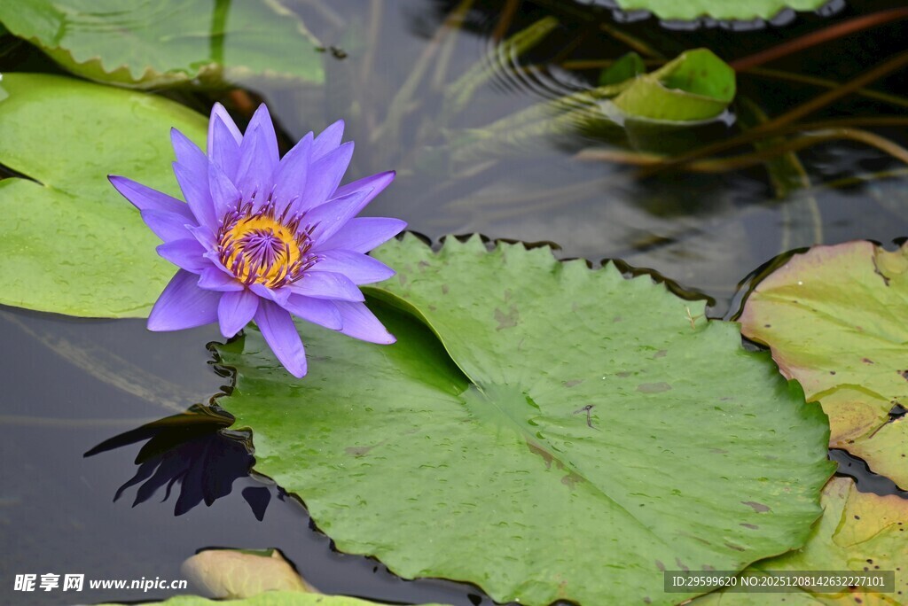 水中紫睡莲与荷叶