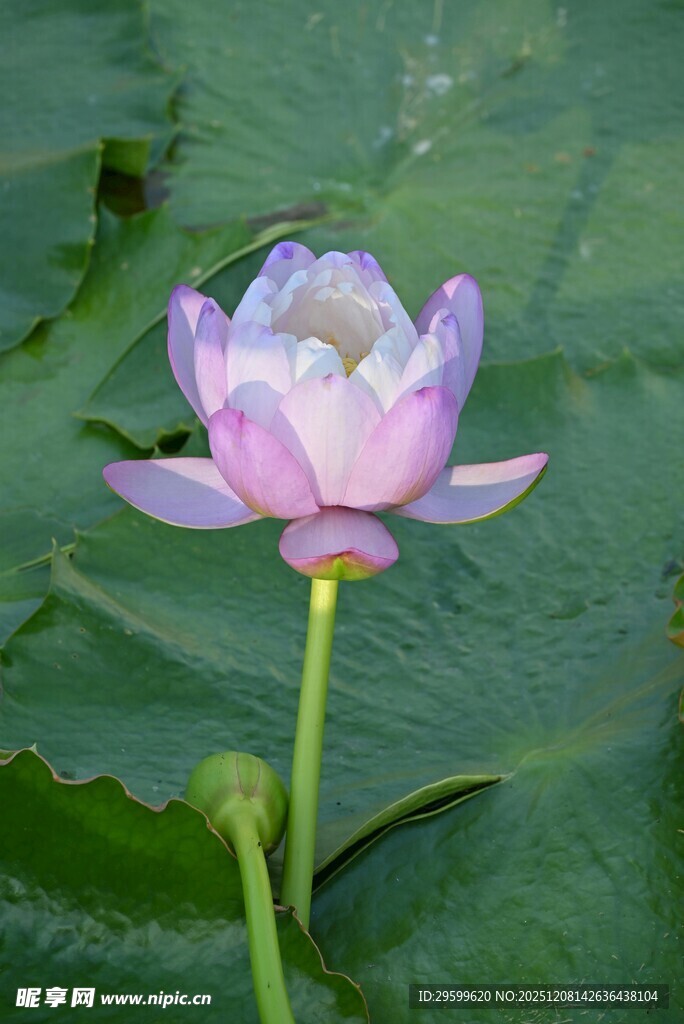 绽放的美丽荷花