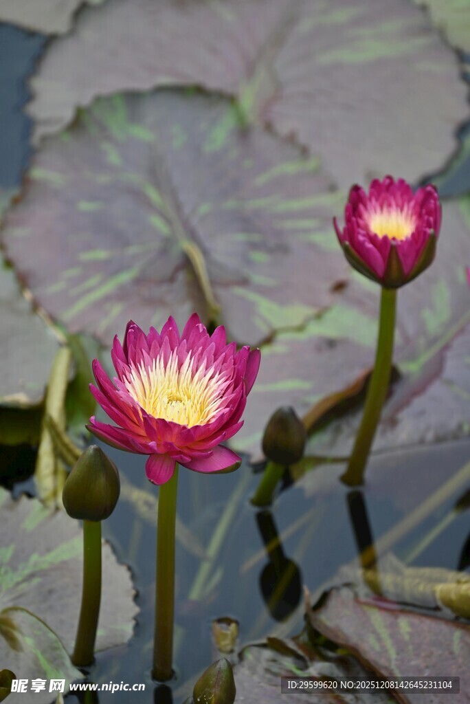 水中绽放的两朵艳丽睡莲