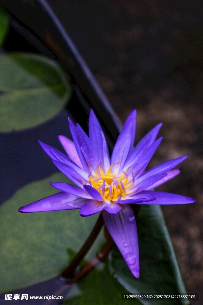 紫色睡莲绽放于绿叶间