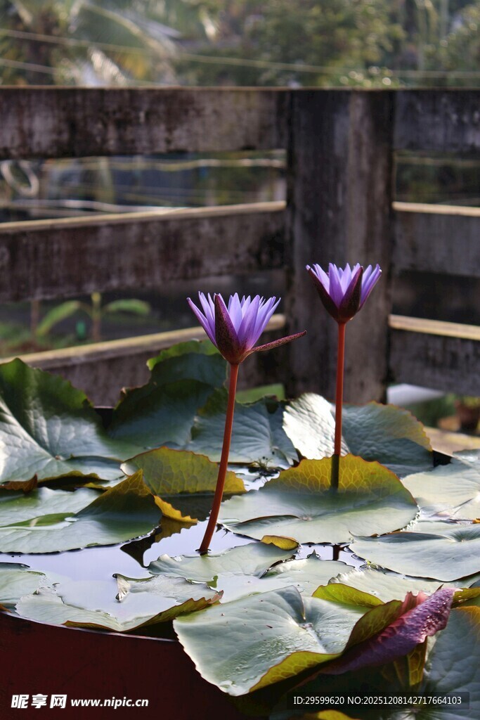 池塘中的紫色睡莲绽放