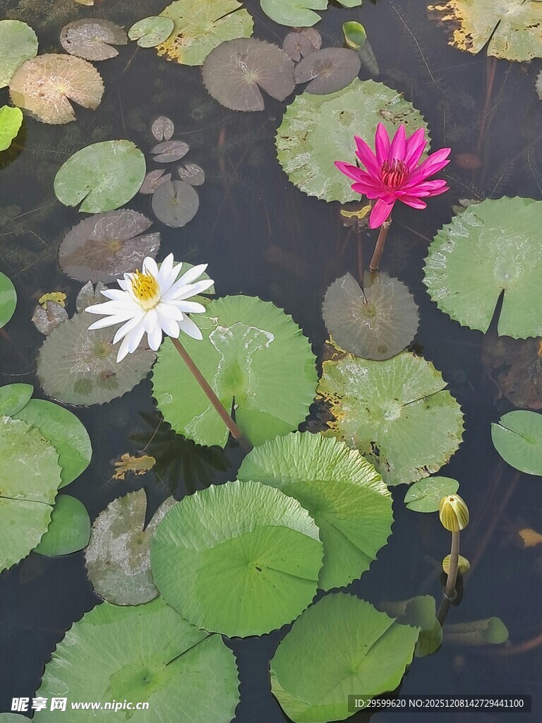 水中睡莲与荷叶的景致