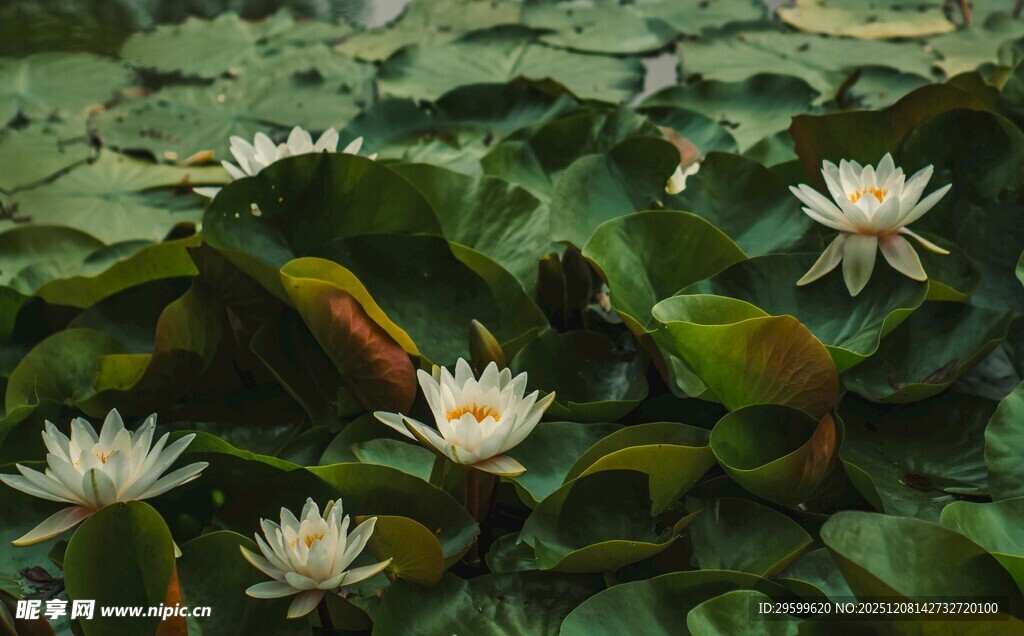 池塘中的美丽白色睡莲