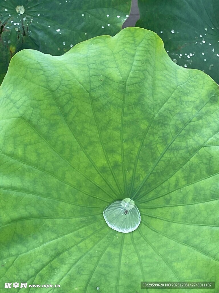 荷叶上的晶莹水珠