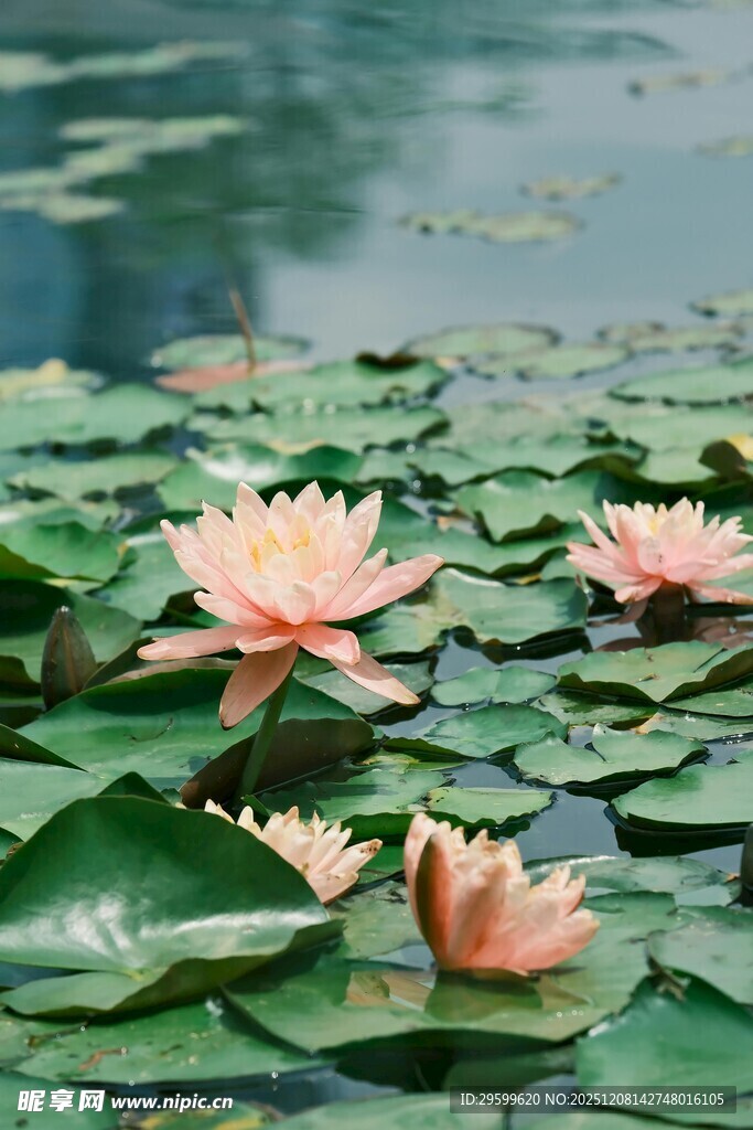 水面上绽放的美丽睡莲