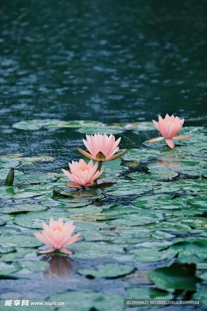 水面上绽放的粉色睡莲