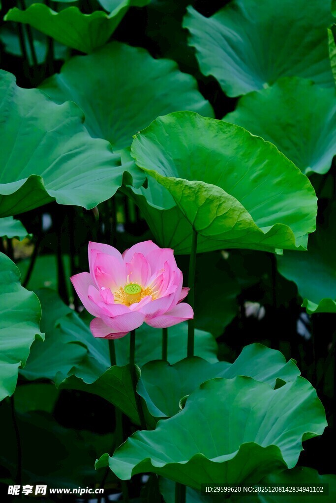 娇艳荷花绽放于绿叶间