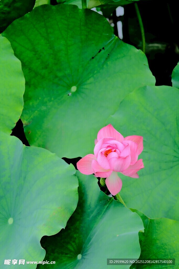 娇艳荷花绽放于绿叶间