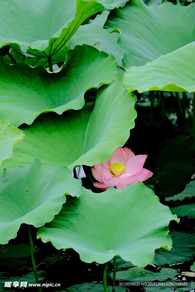 粉荷绽放于翠绿荷叶间