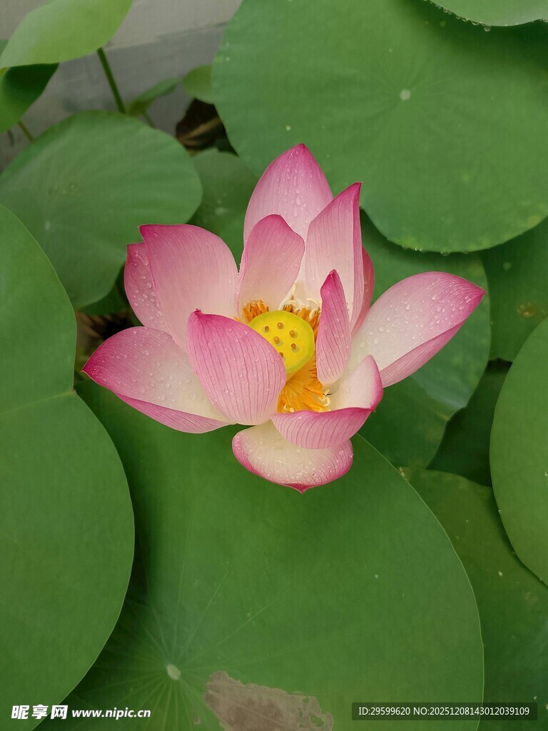 娇艳荷花绽放于绿叶间