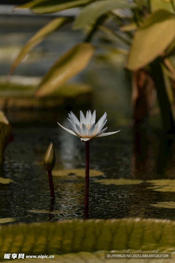 水中绽放的白色睡莲