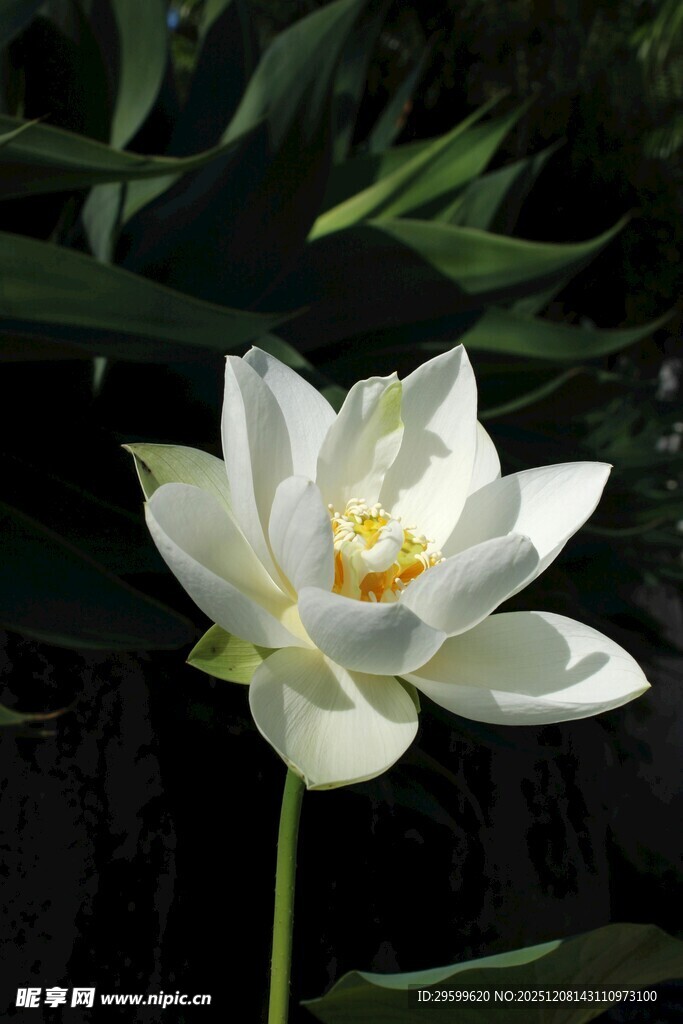 洁白绽放的美丽白莲花