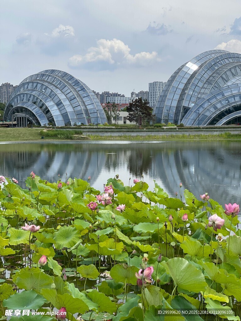 湖畔荷花与现代建筑相映