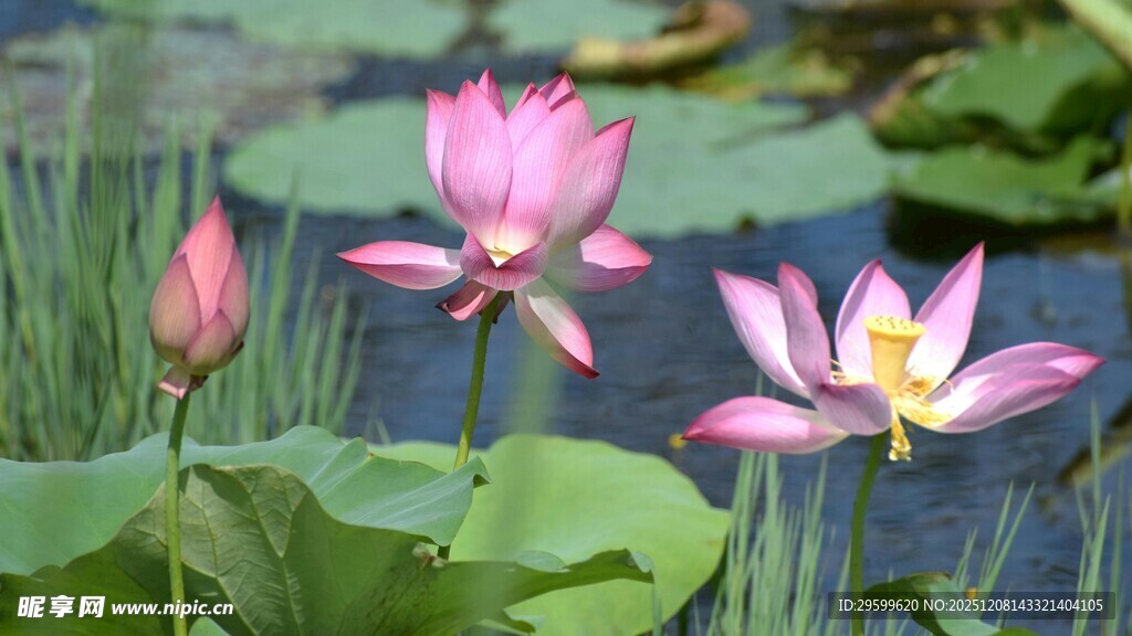 绽放的美丽荷花