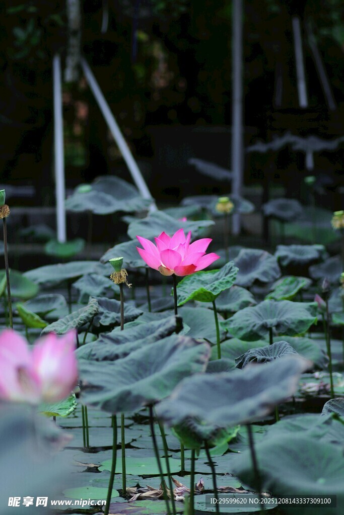 粉色荷花绽放于莲叶间