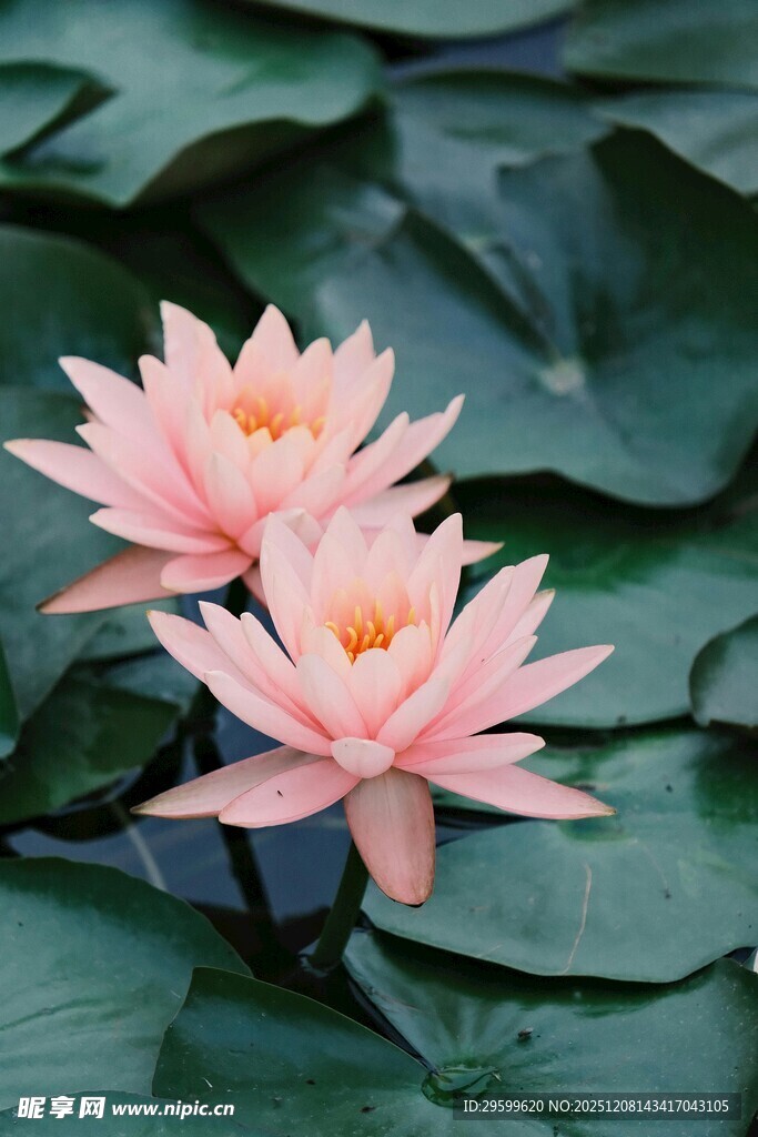 两朵娇艳粉色睡莲