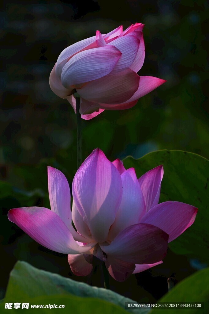 两朵娇艳盛开的粉色荷花