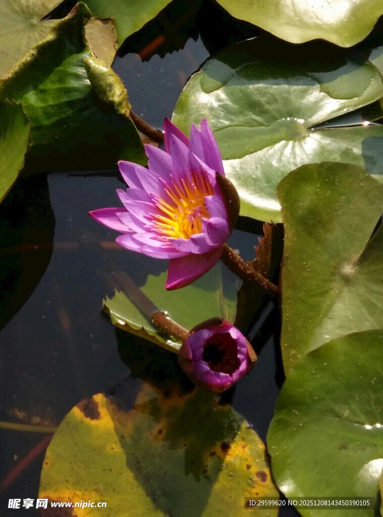 水中绽放的美丽紫色睡莲