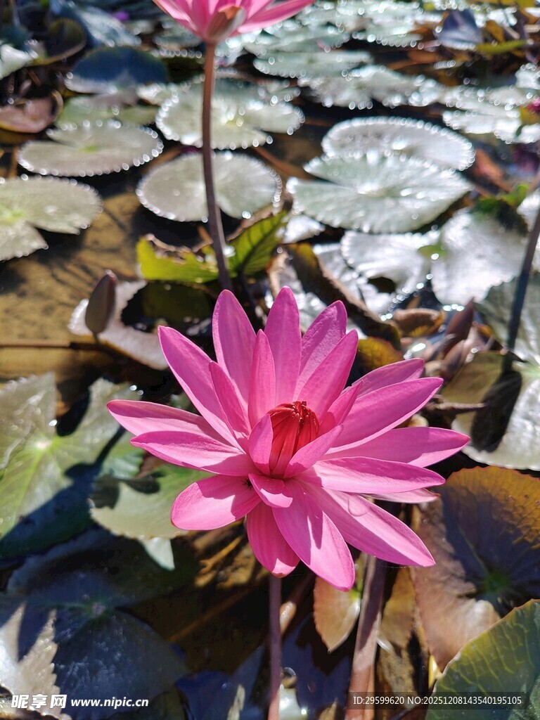 娇艳绽放的粉色睡莲