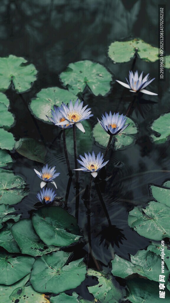 水中绽放的美丽睡莲