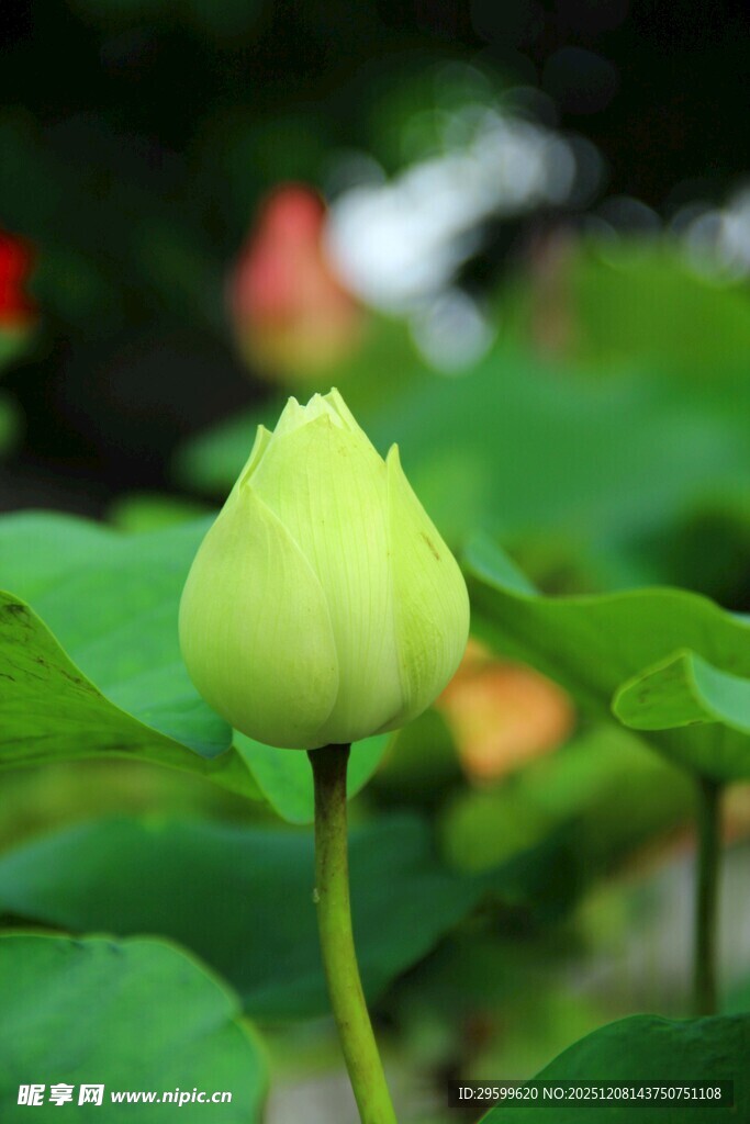 含苞待放的清新绿荷