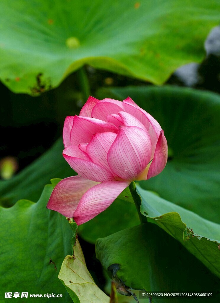 娇艳荷花绽放绿叶间