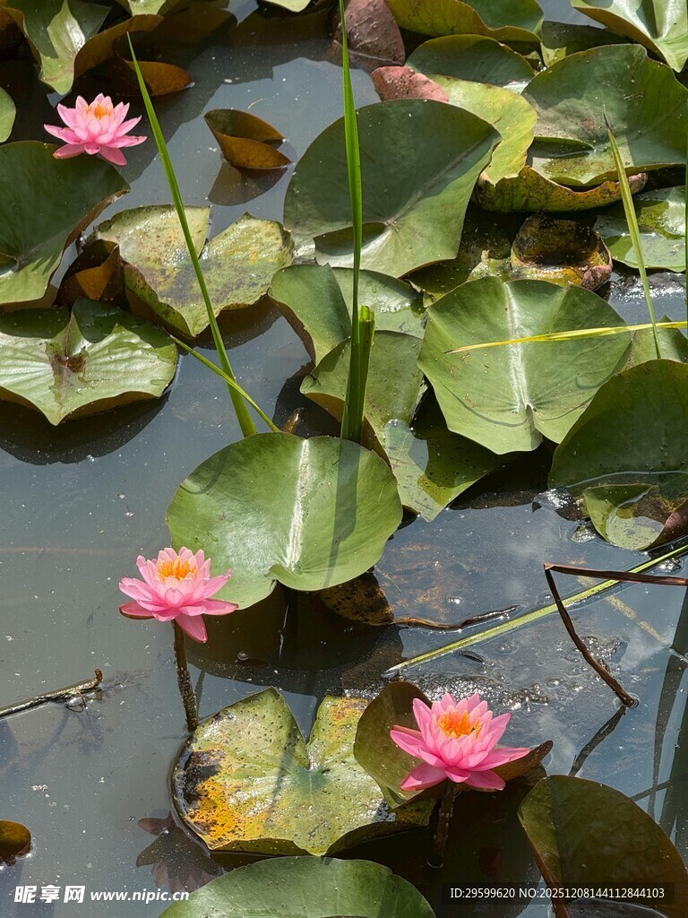 水中绽放的娇艳粉色睡莲