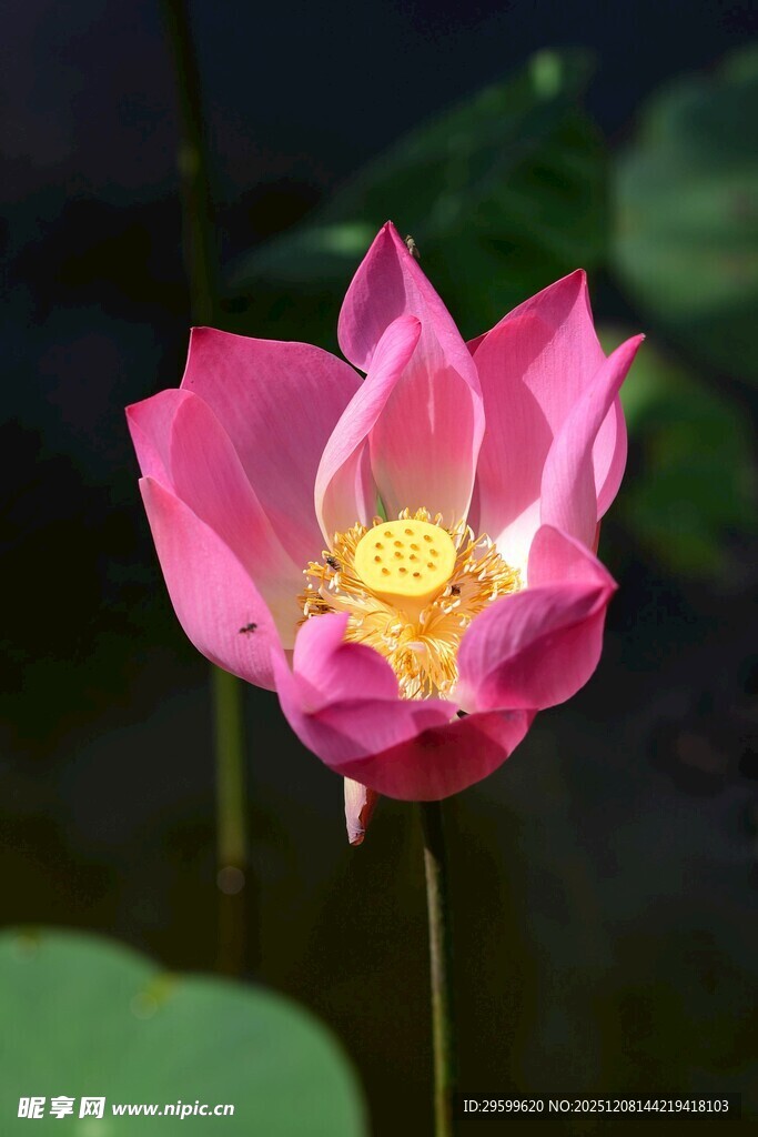 娇艳盛开的粉色荷花