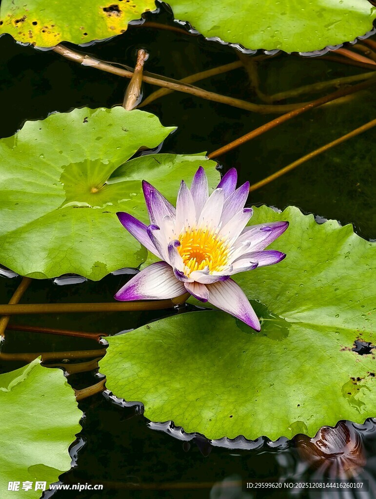 水中绽放的美丽紫色睡莲