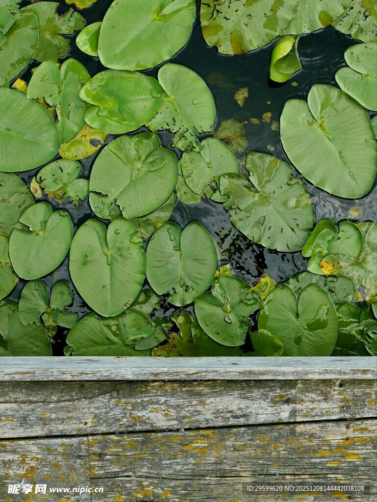 池塘中的睡莲与木质平台