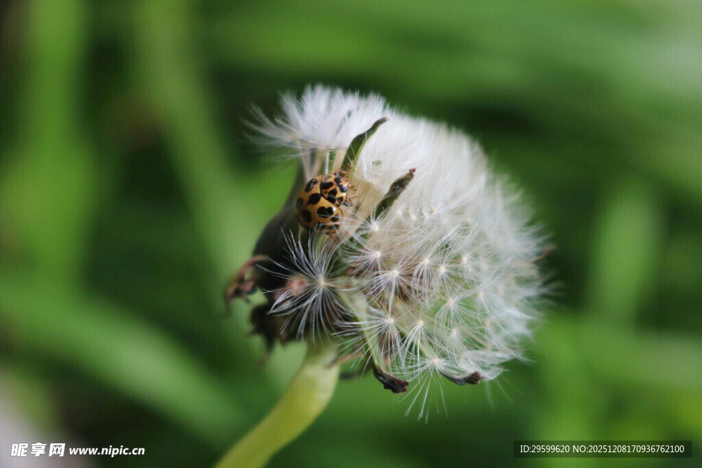 蒲公英上的小昆虫