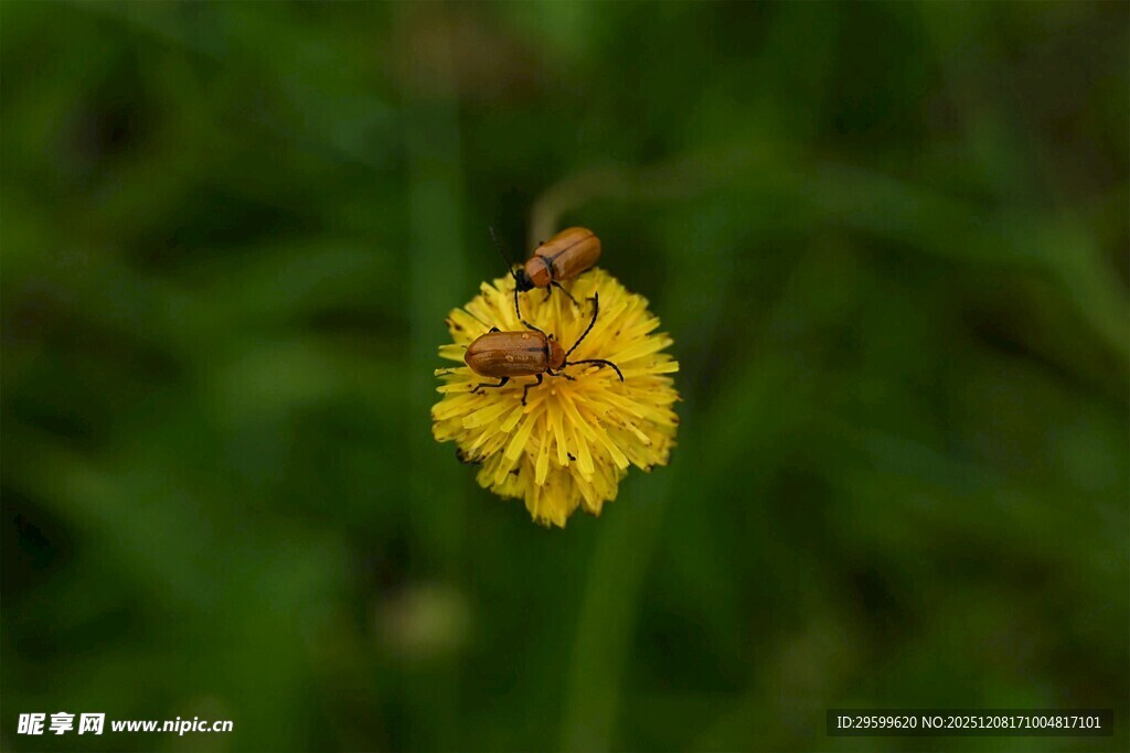 黄色小花上的蜜蜂