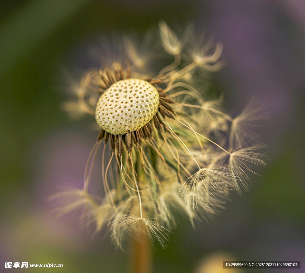 蒲公英特写
