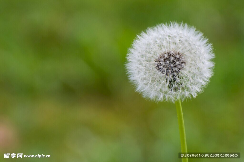 蒲公英特写
