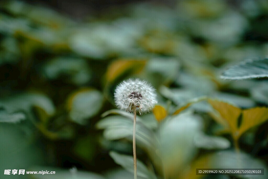 清新蒲公英