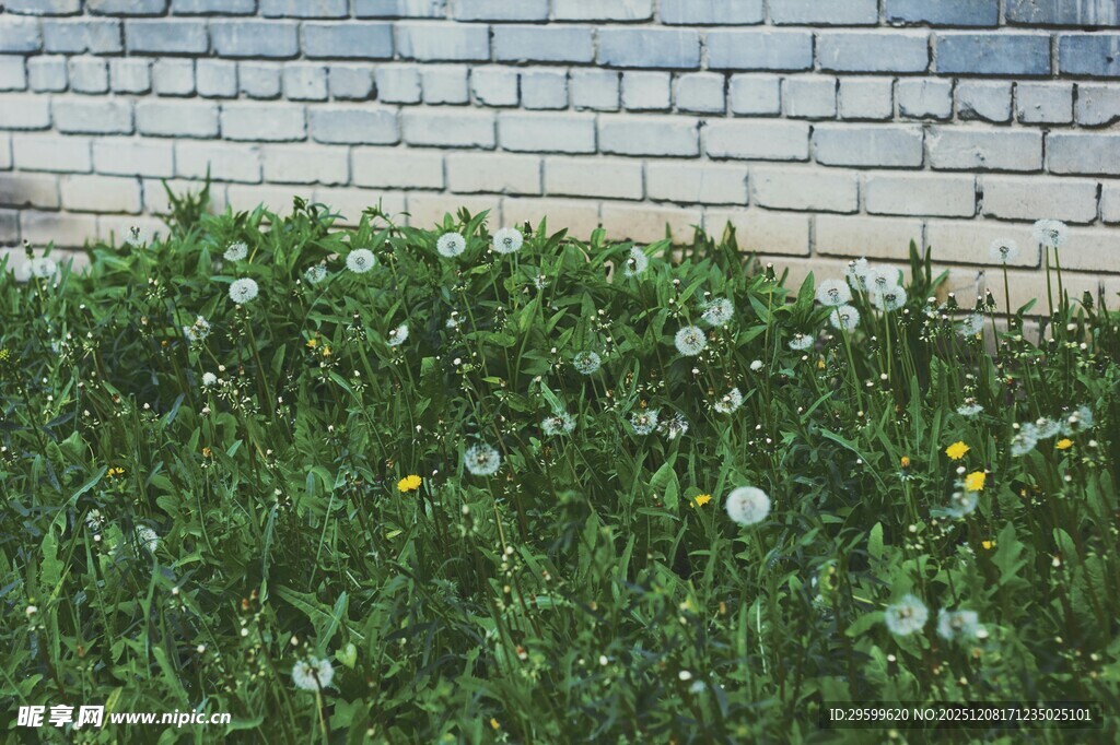 墙边蒲公英绽放绿意