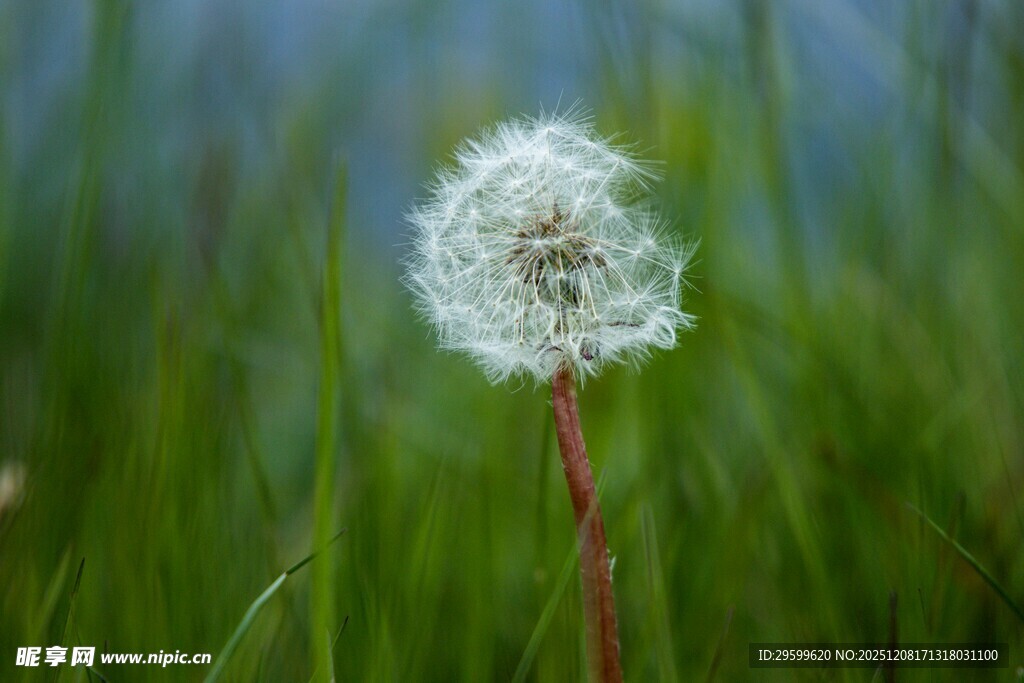 草地上的蒲公英