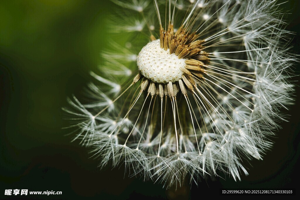 蒲公英种子特写