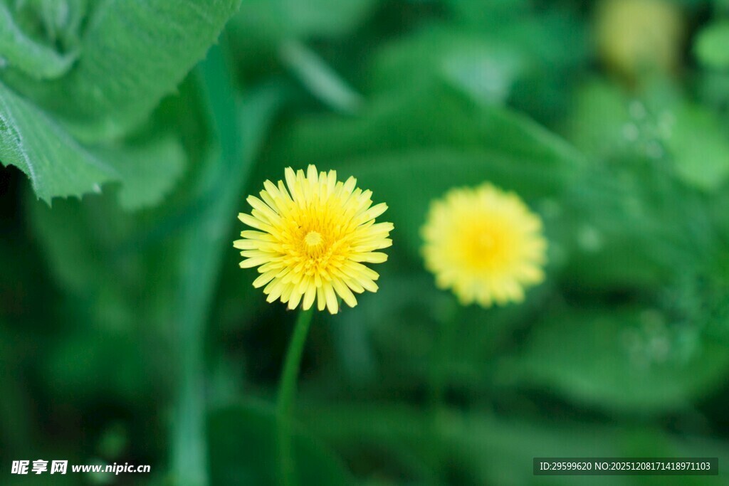 两朵黄色蒲公英绽于绿叶间