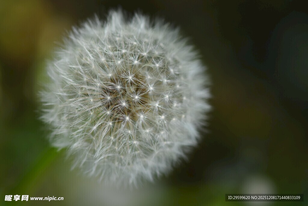 蒲公英特写