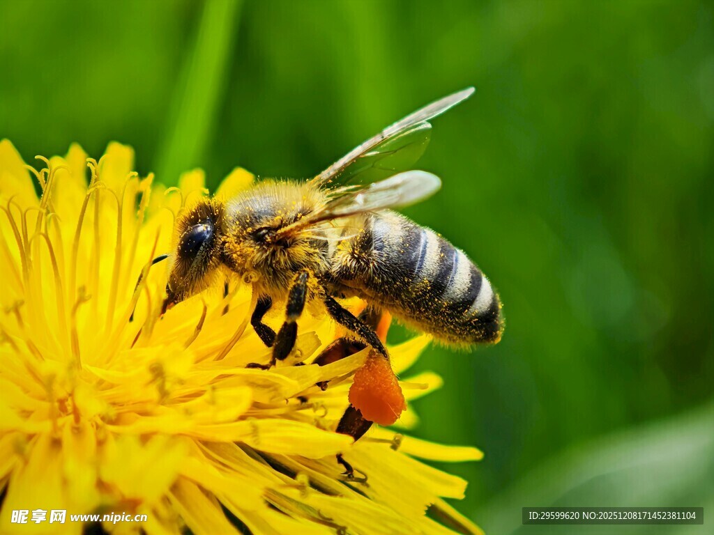 蜜蜂采蜜于黄色花朵间
