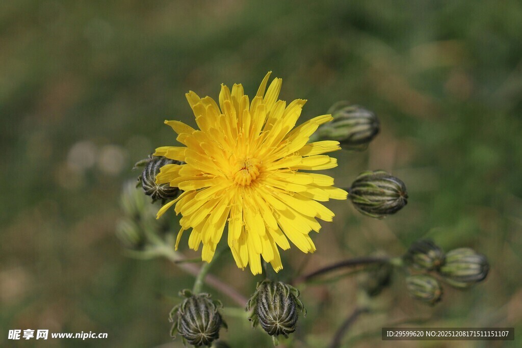 黄色蒲公英花朵特写