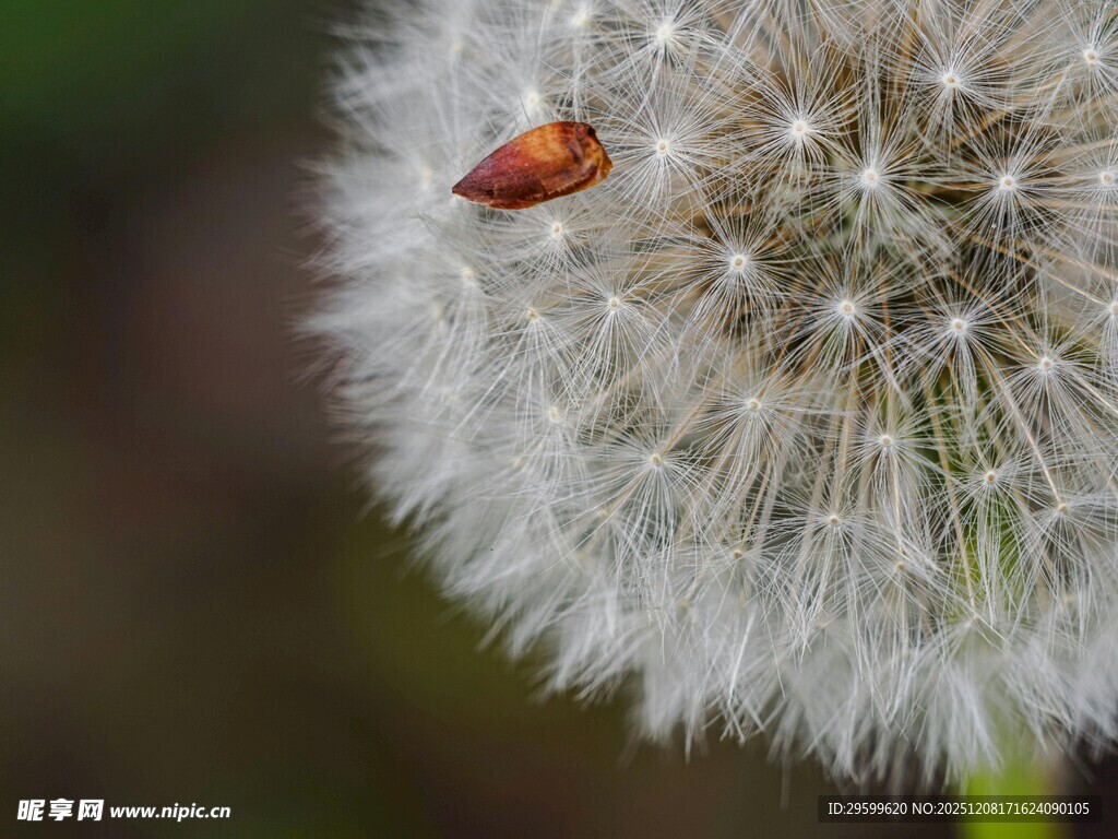 蒲公英上的小甲虫