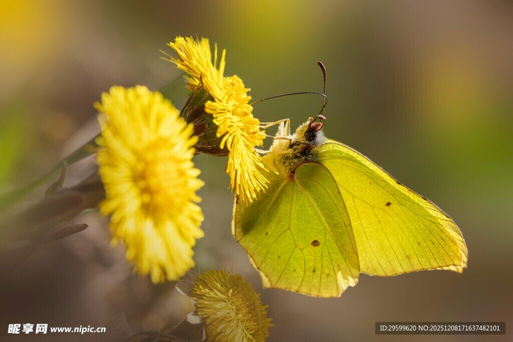 黄蝶停驻黄色花朵上