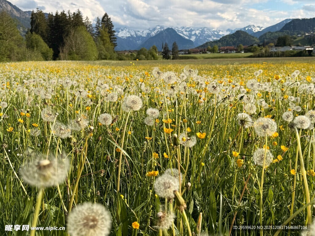 草原蒲公英花海美景